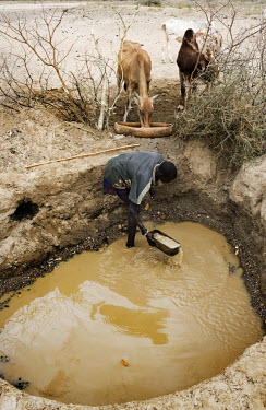 A cattle herder fills a water vessel for his animals from a rapidly diminishing water hole.