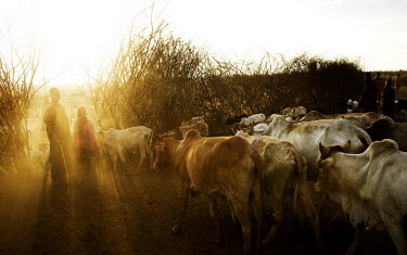 Child cattle herders lead their animals into a protective compound for the night.