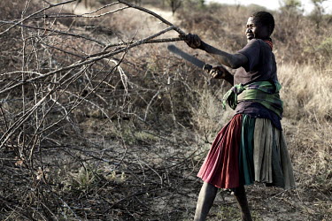 A woman collects brushwood in the bush. she will spend many hours to collect the wood which she will then sell at a market that is also several hours walk away.