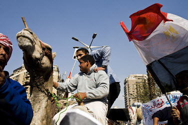 Young men, from the district of Giza, riding camels and brandishing staves and flags arrive in the district of Mohandeseen to show their support for President Mubarak. 25 January 2011 saw the beginnin...