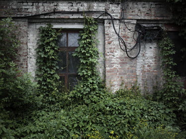 Plants grow on the walls of the Navagrodovskaya coal mine, West Donetsk.