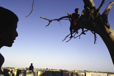Boys climb what is known locally as the tree of Adam at Al Qurnah near Basra.