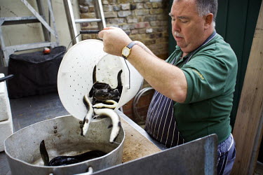 Chef Joe Cooke sorts eels ready to be killed and gutted at the rear of F Cooke's Pie and Mash shop in Hoxton, London.