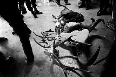 Illegal animal products including antlers and horns of different animals lie on the ground at a bar on the outskirts of Bangkok. The bar was raided by the Royal Thai Forestry Rangers after a tipoff.
