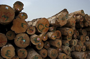 Timber at the port of the Dubai Free Trade Zone.