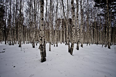 Birch trees in the Taiga forest, near Lake Baikal.