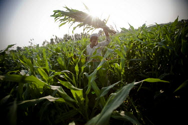 A young boy tends to a crop of maize on their family farm.