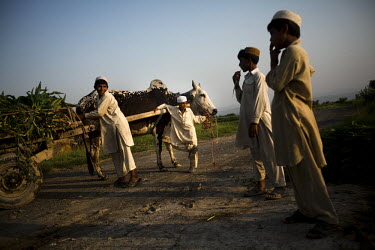A group of young boys stand with the family bullock and cart on their family's farm.