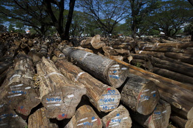 Logs piled in a PT Perhutani teak plantation. Indonesia now has a moratorium on clearing primary forest.