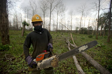 A worker wields a chain saw in a teak plantation owned by PT Perhutani on the island of Java.