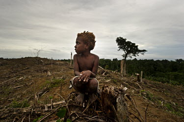 Steven, a Mooi child, squats in front of what used to be the forest that supported his community. The Mooi are one of the indigenous people who live off the forests of West Papua. Their ancestral land...