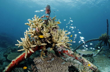 Coral grows on a metal structure that is part of a Biorock reef project in Pemuteran. The aim is to restore areas of dead coral reef. Once an artificially created reef structure is in place, and miner...
