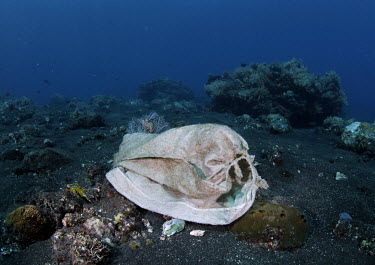 A canvas bag that has attached itself to a coral reef slowly decays.