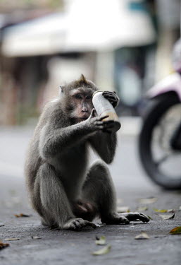 A monkey tries to open a discarded canister, presumably thinking it contains food, in Ubud, Bali.