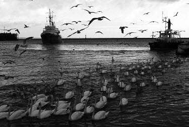 Swans swim around a group of ships that are moored in the Baltic harbour of Kaliningrad. Seagulls are flying overhead.