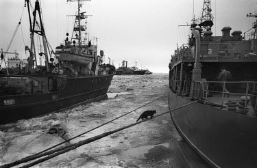A cat walks along a rope securing a fishing boat in the harbour of Lomonosov near St Petersburg.