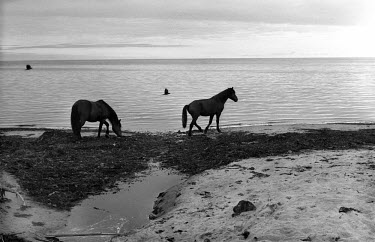 Two horses roam along the coast on the White Sea in the far North of Russia.