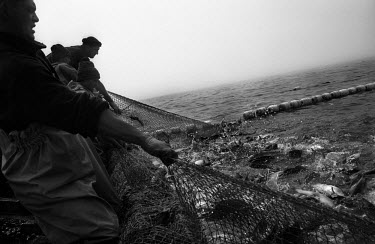 Fishermen pull up their nets in the Gulf of Patience off the island of Sakhalin in Far Eastern Russia.