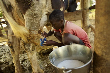 A street child attends the Tudabuja Retrak Half Way Home in Kampala. He helps out by milking the cows.