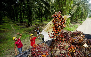 Workers load a truck with palm oil fruit. Much of the fruit is grown on independent farms and processed at a central mill.