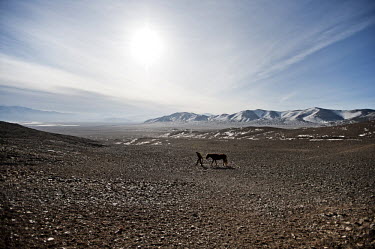 A man leads his horse across a rocky valley during a hunt with eagles. Eagle hunting is believed to originate in Central Asia some 6000 years ago and is generally a winter sport, as that is when the p...