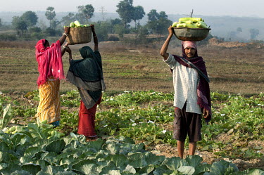 Munda farmers harvest Bottle Gourds in Barabanki Village. The Munda are an Adavasi (tribal) people, generally considered the indigenous peoples of the Indian subcontinent. The farmers have been assist...