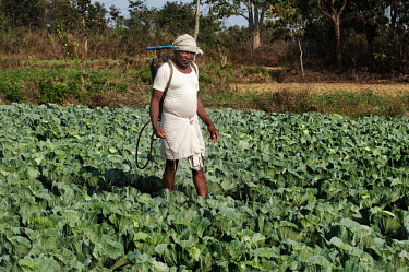 A Bhumij farmer spraying his cabbage crop with insecticide in the village of Jojo.