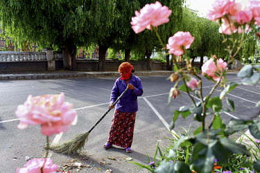 A woman sweeps a street in front of a rose bush in Thimpu.