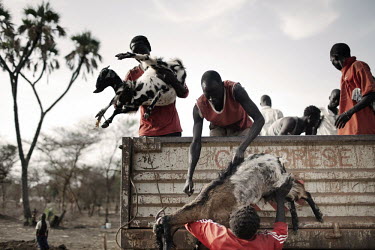 A family's goats are unloaded from a truck that has arrived at Doro refugee camp from Jammam camp. They are being relocated, as it is feared that Jammam camp will become uninhabitable when the rainy s...