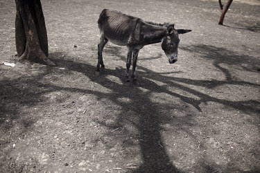 A malnourished donkey stands in the limited shade of one of the few trees in Jammam refugee camp.