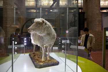 The world's first cloned animal, Dolly the sheep, now stuffed and on display inside the Museum of Scotland in Edinburgh.