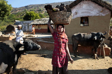 Dholi Ramdhan is 18 years old. Every morning she collects buffalo dung to dry it in order to use it as a fuel for cooking. Her family has four big and three small buffalo. She can collect up to 150 bu...