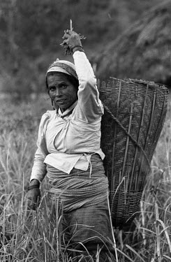A woman harvesting crops in a field.