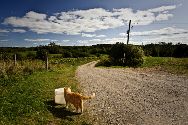 A cat sniffs at a bucket beside the fields of on an organic farm.