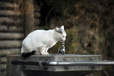 A cat drinking from a water fountain in a public park in Kagoshima.