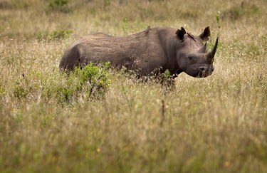 A black rhino in the Lewa Wildlife Conservancy. The Lewa Wildlife Conservancy, a non profit organisation, was created by Ian Craig out of his parent's cattle ranch in the 1980s. Situated near the town...