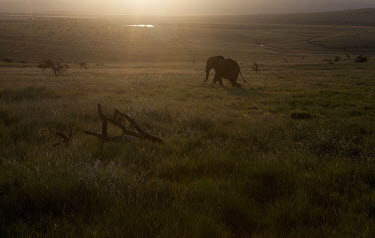 An elephant walks across the savannah in the Lewa Wildlife Conservancy. The Lewa Wildlife Conservancy, a non profit organisation, was created by Ian Craig out of his parent's cattle ranch in the 1980s...
