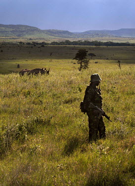 Philiph Lelelit, a Ranger on the Lewa Wildlife conservancy, patrols the Subuiga area, protecting Rhino from the ever present threat of heavily armed poachers who will often use assault rifles or poiso...