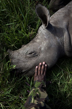 A ranger strokes a young hand reared Rhino called Hope which has been orphaned by poachers at the Lewa wildlife conservancy. The Lewa Wildlife Conservancy, a non profit organisation, was created by Ia...