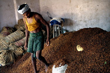 A tribal man walks through a pile of mahua flowers at a forest products market in Geedam town, Dantewada district. Mahua flowers, which are fermented to make an alcoholic brew, are one of the many for...