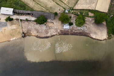 Ducks in and out of the water at a farm on the Yongjiang River near Nanning.