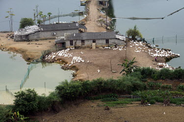 A duck farm in the area of Wuming.