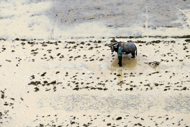 A farmer in a rice field with a water buffalo.