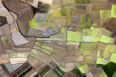A patchwork of rice paddies rice paddies and other fields of crops in Shibuzhen.