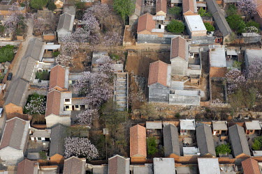 Houses and trees in blossom.