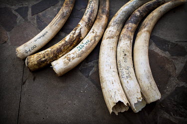 Elephant tusks confiscated by park rangers, carefully stored in a safe room at the park head quarters. Limpopo National Park is connected to the famous Kruger Park in South Africa. Elephants, rhinos a...