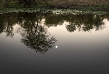 Moonlight reflecting in a lake. Limpopo National Park is connected to the famous Kruger Park in South Africa. Elephants, rhinos and other wild life animals can cross the border without a problem, but...