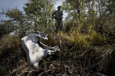 Ranger working for Limpopo National Park on foot patrol next to the remains of an elephant skeleton. Limpopo National Park is connected to the famous Kruger Park in South Africa. Elephants, rhinos and...