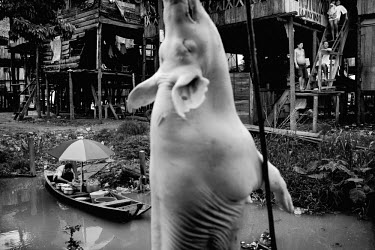 A pig hangs upside down outside a hut as a man sits on his wooden boat in the Iquitos neighbourhood of Belen Bajo. They call it the Venice of the Rainforest, but the Iquitos quarter Belen Bajo has mor...