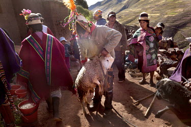 A sheep is brought for slaughter in honor of Santa Cruz, or the Holy Cross, during a ceremony in the tiny community of Villa Ventilla, near Macha.   The people of Macha and surrounding communities car...